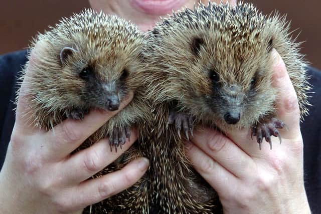 Animals In Need is hoping to release many of the hedgehogs back into the wild