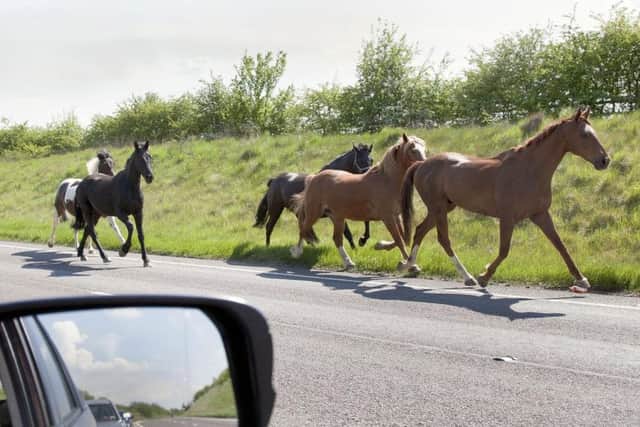 This picture by former Northants Telegraph chief photographer Glyn Dobbs captured the moment the horses went for their gallop along the A6