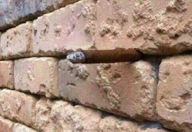 What do you see? The image has gone viral