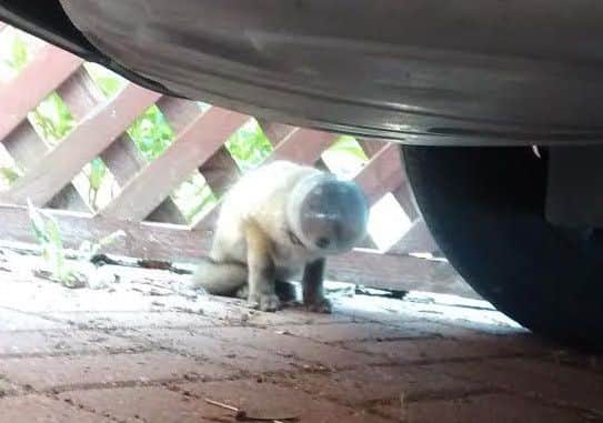 The young cub was seen by a member of the public on Friday (May 20) in St Peters Avenue, who immediately called the RSPCA.