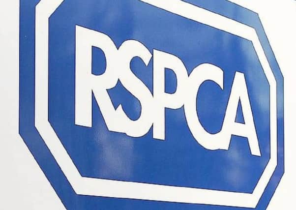 The RSPCA is investigating the cat's death