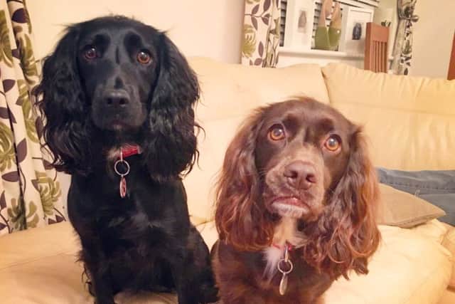 Pippa and Molly both caught Alabama Rot, but Pippa sadly died. NNL-160615-113253001