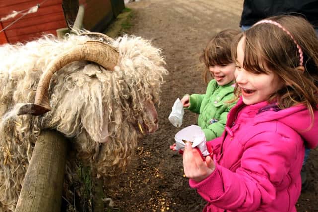 Children feeding the animals at West Lodge.