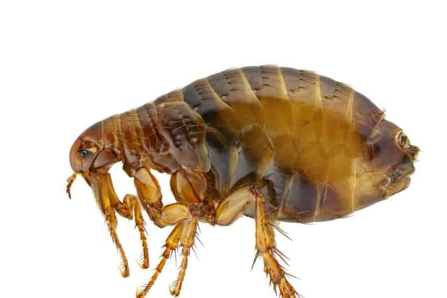 5 million homes could become infested with fleas