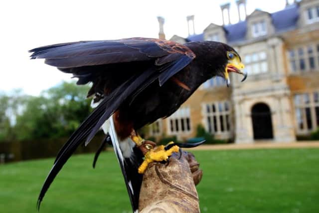 The Falconry Centre at Holdenby House. Mike Hewlett with some of his birds.
Black eagle, Harris Hawk and Barn Owl.
Features: Anna
080428KA