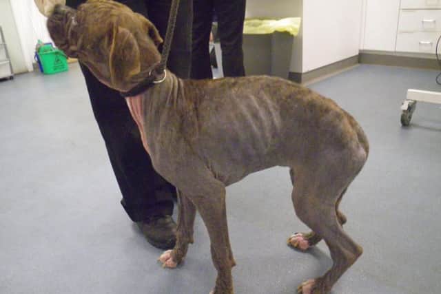 One of Garcia's neglected pets.