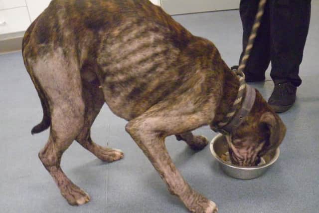 One of Garcia's neglected pets.