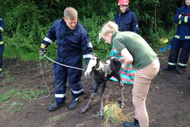 The rescue of a foal by firefighters in a field near Burton Latimer