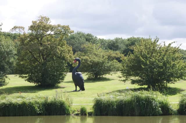 This huge black swan has appeared at Corby Boating Lake NNL-160408-134409001