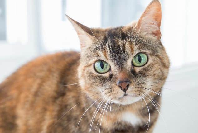 One of the cats at Animals In Need looking for a new home