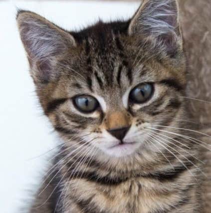 Would you like to re-home this cat?