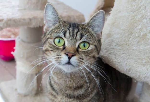 This cat is looking for a new home