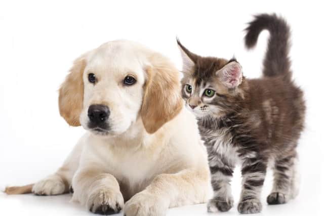 Top pet names
