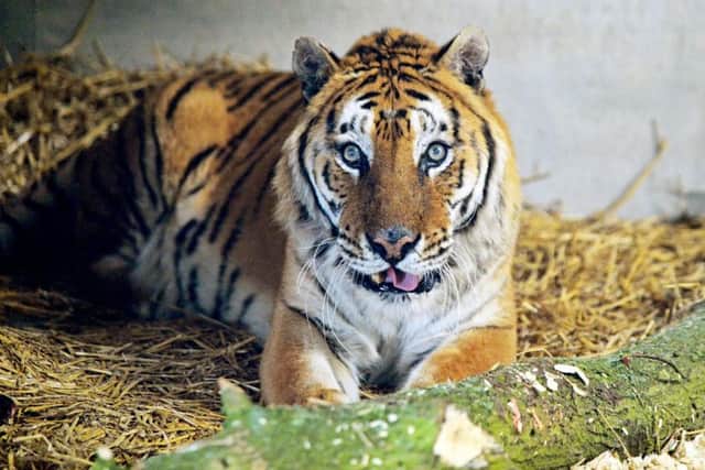 Tango at home at Woodside Wildlife Park in Lincolnshire. Credit SWNS