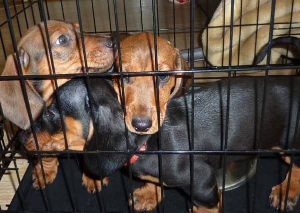 The puppies that were quarantined by trading standards