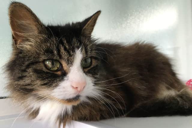Can you help rehome a cat or a rabbit? A Northamptonshire branch is hosting an adoption day.