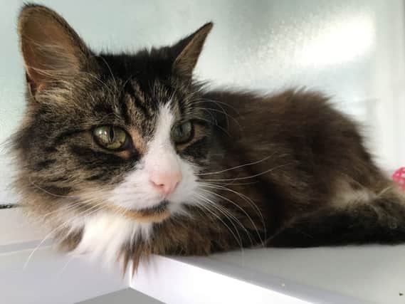 Can you help rehome a cat or a rabbit? A Northamptonshire branch is hosting an adoption day.