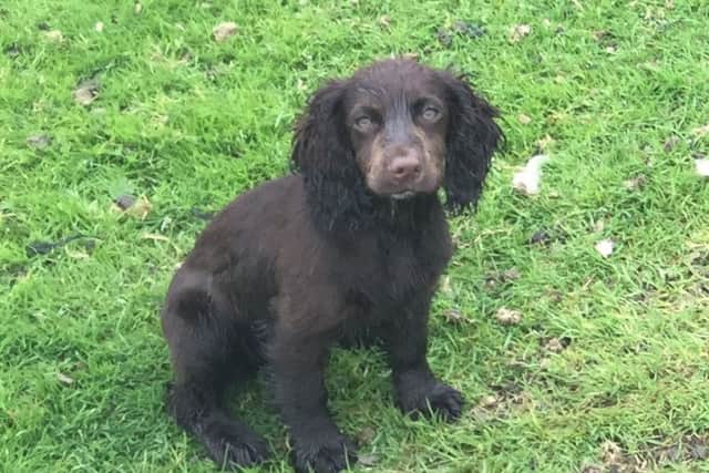 Police are investigating the theft of a puppy from a farm in East Haddon