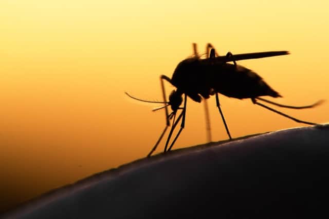 Eggs of mosquito capable of carrying the Zika virus found in the UK