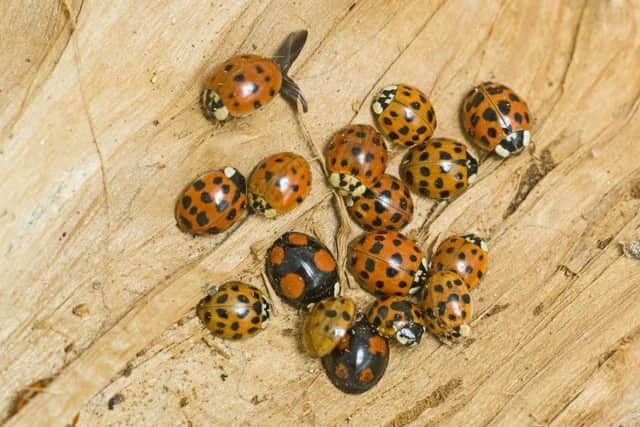 A mixture of ladybirds including the harlequin