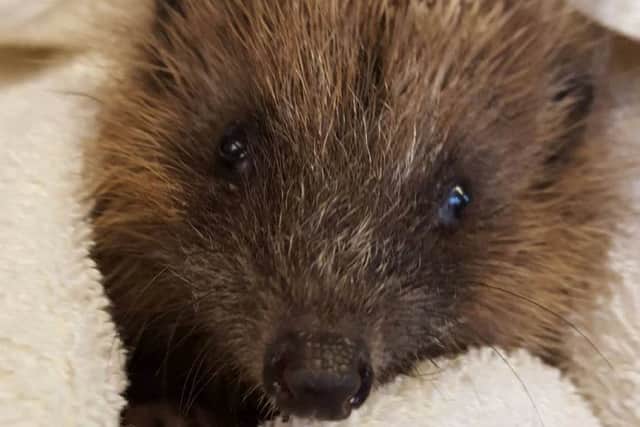 The charity has 103 hedgehogs in its care