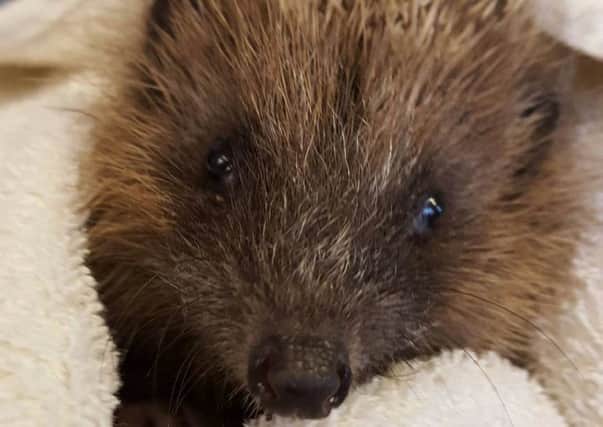 The charity has 103 hedgehogs in its care