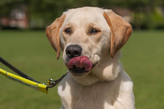 Dog walkers in Kettering may face a fixed penalty notice if they fail to abide by new measures which look set to be approved by councillors