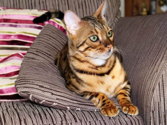 Hiro the 14-month-old Bengal cat who was mistaken for a Lynx.