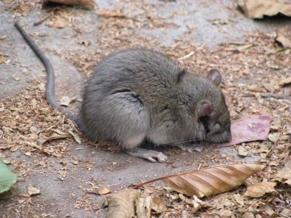 Polar vortex could spark plague of rats this Christmas