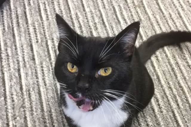 Former stray, Lenny