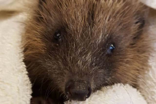 Animals In Need has 200 hedgehogs in its care