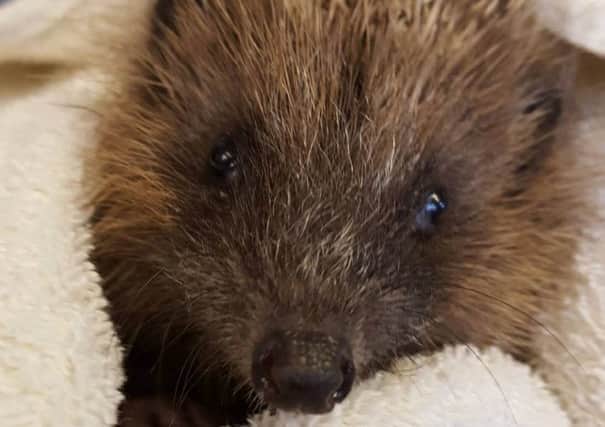 Animals In Need has 200 hedgehogs in its care