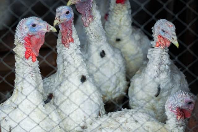 You may consider the turkey to be a traditional part of your Christmas celebrations. But however you cook it, something about this festive bird is changing  its getting fatter.