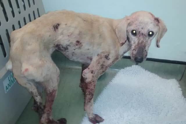 Honey was picked up by RSPCA officers on Friday