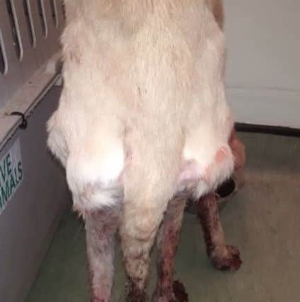 Honey could barely walk and has a severe skin condition
