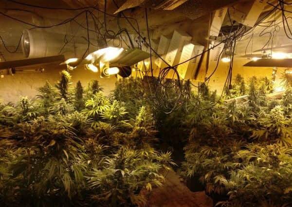 A cannabis factory in Crick