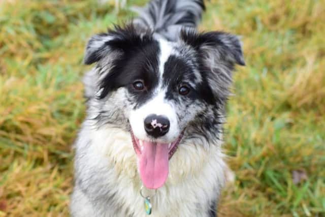 Tatty will be just nine-months-old when she competes at Crufts next month