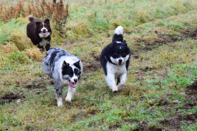 Tatty with her mum Faie (black and white) and brother Storm (chocolate and white)