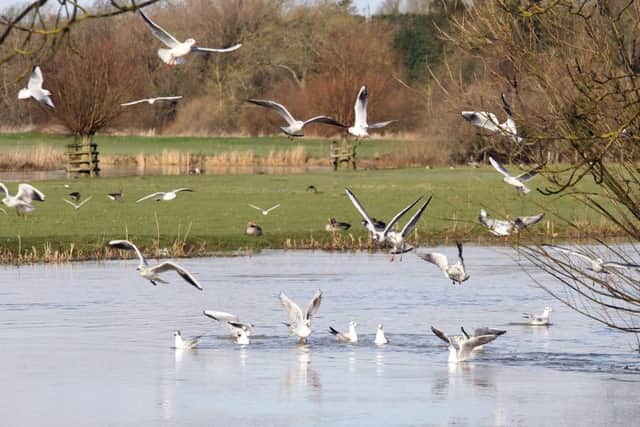 The River Nene at Denford