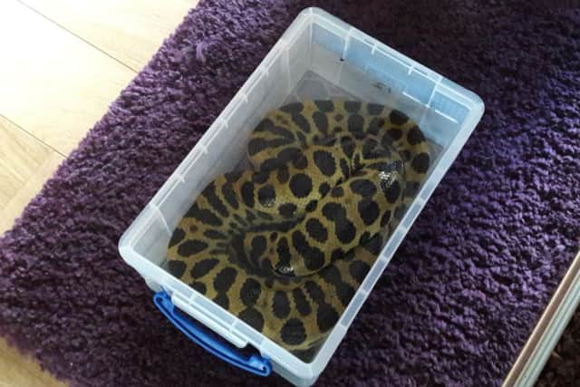 The latest addition, an anaconda.