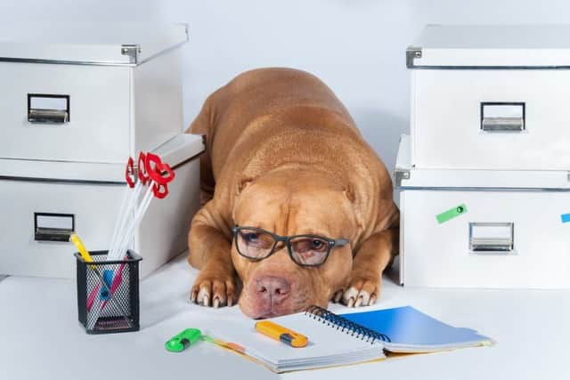 Its bring your dog to work day on June 23rd