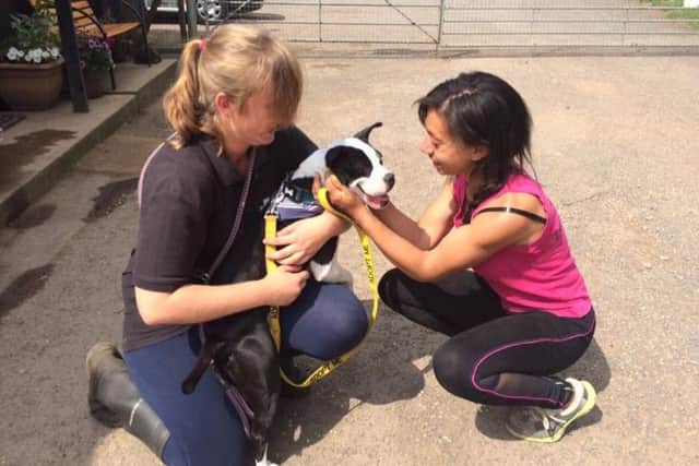 Brook is safe and is back at Animals In Need