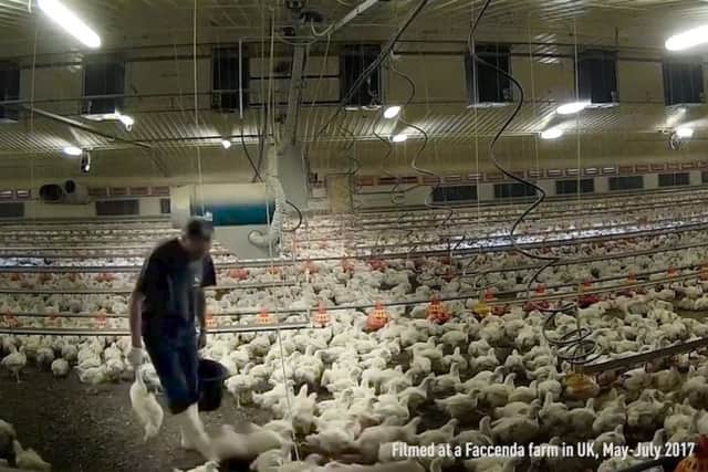 Secret filming at chicken producers which supply Lidl, Nandos and Asda. Photo: SWNS