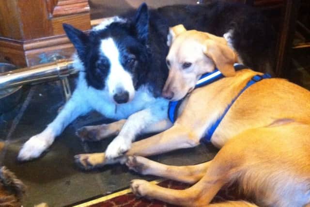 Tyson and Bracken in the pub