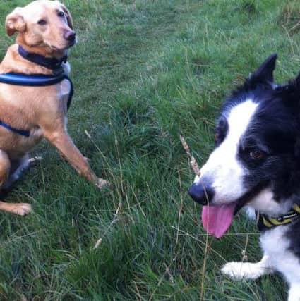 Tyson and Bracken enjoying a walk