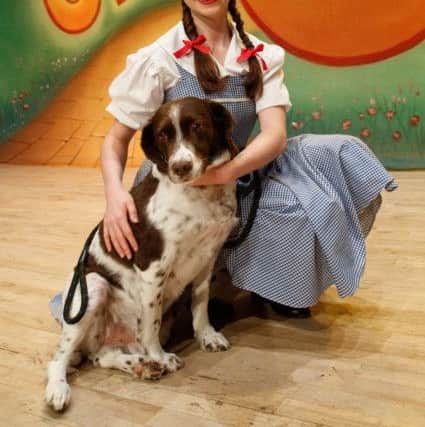 Could your dog be the perfect companion for Dorothy?