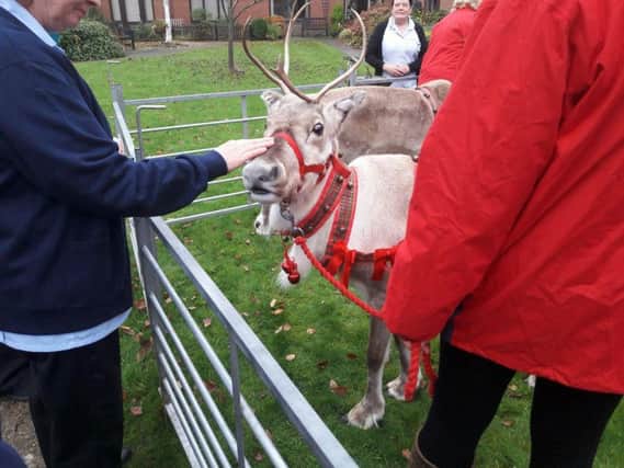 One of the reindeer at Cransley Hospice.