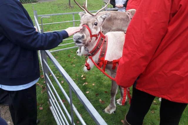 One of the reindeer at Cransley Hospice.