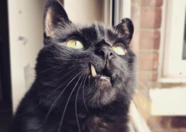 Raphael has been re-homed in Rothwell