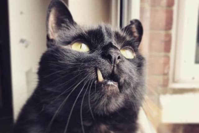 Raphael has been re-homed in Rothwell